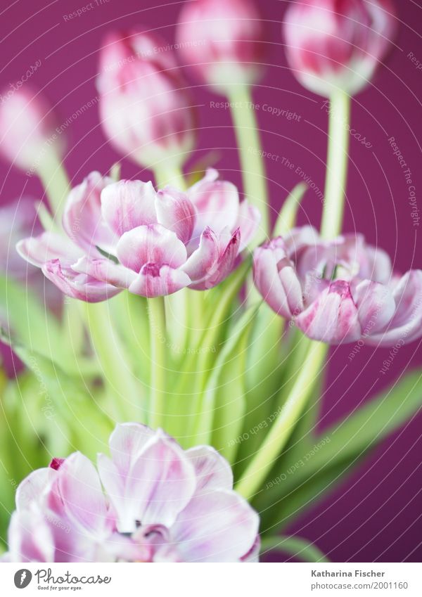 Frühlingsgruss V Natur Pflanze Tulpe ästhetisch exotisch schön grün violett rosa weiß Blühend welk Dekoration & Verzierung Freudenspender Blumenstrauß Farbfoto