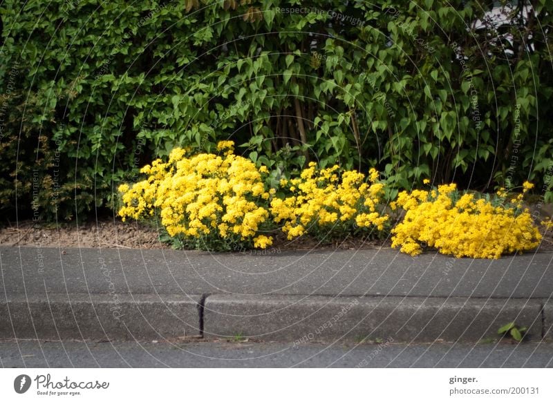 Neulich, am Wegesrand... Umwelt Natur Pflanze Frühling gelb grün Wegrand Bürgersteig Bodendecker Hecke Asphalt Bordsteinkante Blühend grell