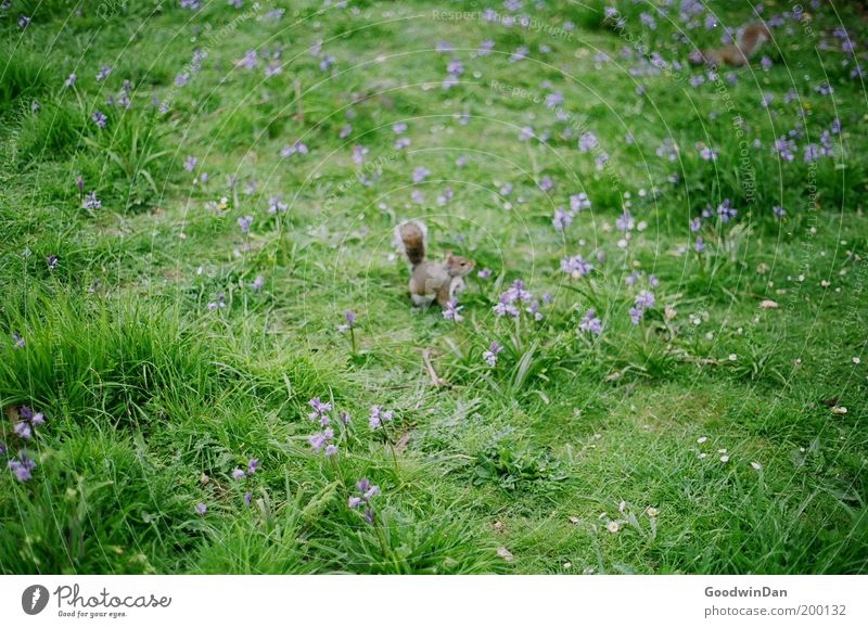 Hyde Park Squirrel Natur Frühling Blume Gras Tier 2 Tierjunges beobachten warten klein niedlich entdecken Neugier Eichhörnchen Wiese Farbfoto Außenaufnahme