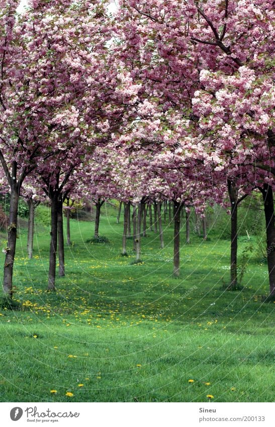 Kirschblütenalle mit Löwenzahn Pflanze Frühling Baum Gras japanische Kirschblüte Park Blühend Duft Wachstum frisch schön natürlich grün rosa ruhig Erholung