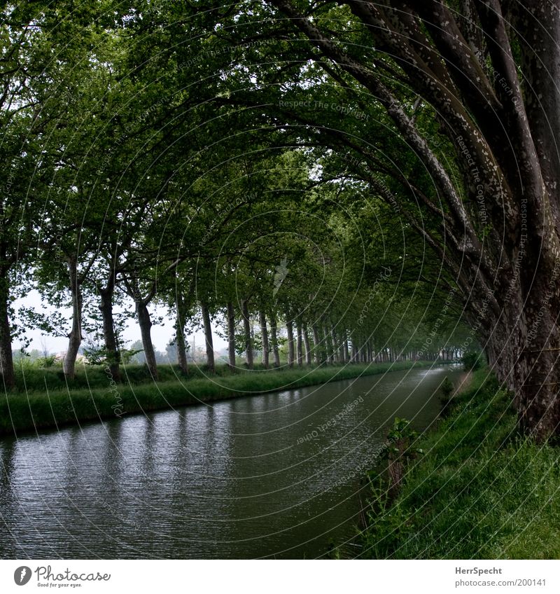 Canal du Midi Natur Landschaft Pflanze Wasser Frühling Sommer Baum Flussufer Kanal Binnenschifffahrt grün ruhig Farbfoto Gedeckte Farben Außenaufnahme