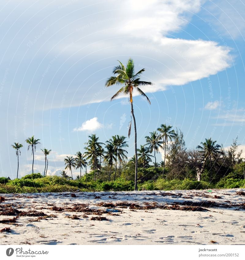 Diani Beach Ferien & Urlaub & Reisen Natur Sand Himmel Wolken Schönes Wetter exotisch Palme Küste Strand Kenia Afrika Wärme Idylle Fußspur Algen tropisch