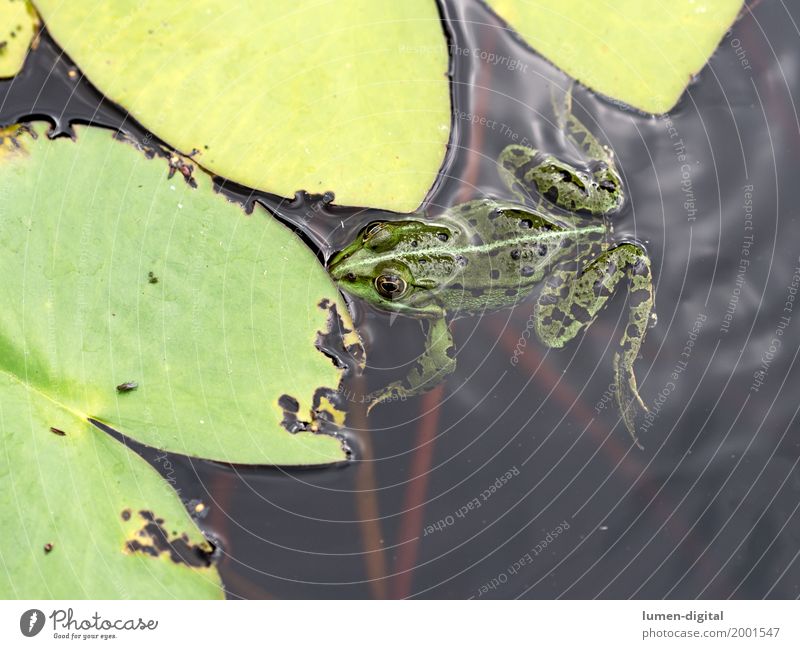 Frosch schwimmt neben Seerosenblatt im Teich tauchen Natur Tier Wasser Blatt Schwimmen & Baden grün Laubfrosch Lurch Fliege Amphibie Außenaufnahme Tag