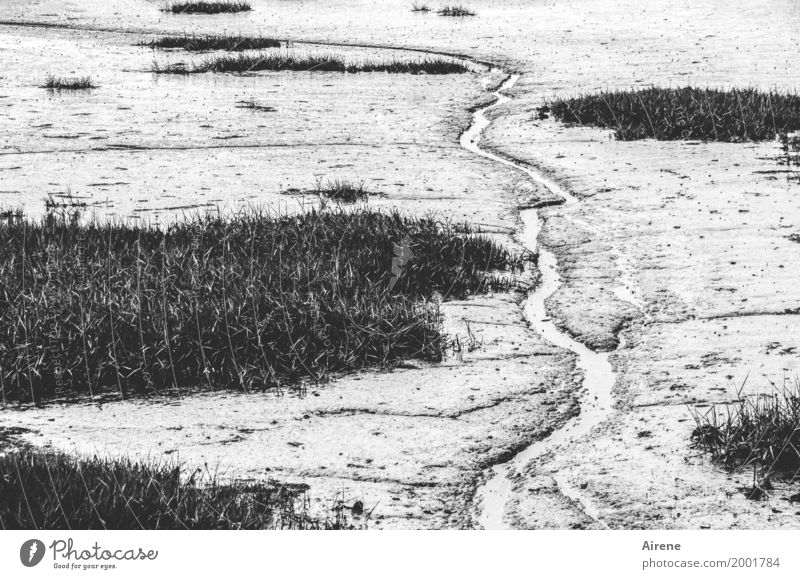 Meer oder weniger Landschaft Urelemente Sand Wasser Pflanze Seegras Küste Moor Sumpf Bach Ebbe außergewöhnlich gruselig maritim natürlich trist trocken grau
