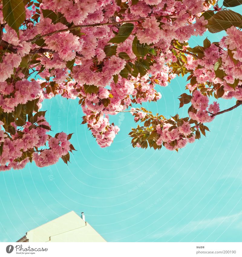 Poesie Spaziergang Städtereise Umwelt Natur Himmel Frühling Sommer Schönes Wetter Pflanze Baum Sträucher Blüte Ast Zweig Blütenblatt Park Haus Fassade Blühend