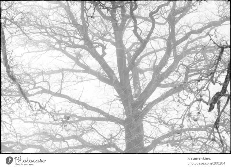 branches d'arbre Baum Ast Zweig zweigung Natur Baumrinde Leben Respekt Macht einzigartig selbstbewußt stark Kraft gewachsen Strukturen & Formen Nebel Geäst