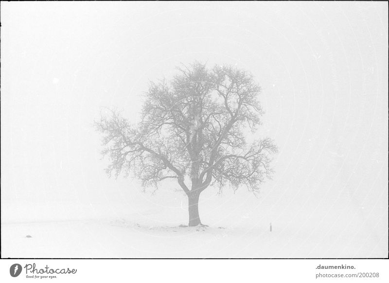 arbre.... Baum Ast Zweig Natur Leben Respekt einzigartig selbstbewußt stark gewachsen Strukturen & Formen Nebel einzeln Kraft