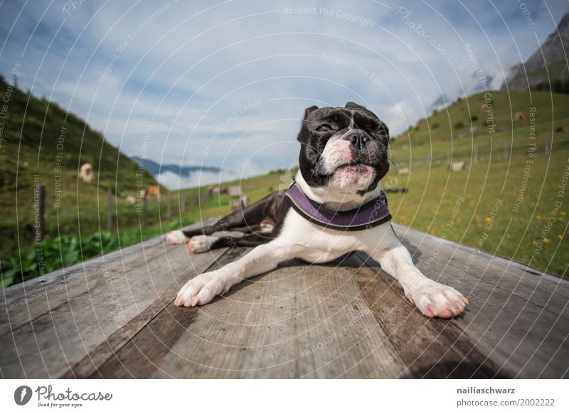 Boston Terrier in Alpen Erholung Ferien & Urlaub & Reisen Sommer Umwelt Natur Schönes Wetter Berge u. Gebirge Mühlbach am Hochkönig Tier Haustier Hund Kuh