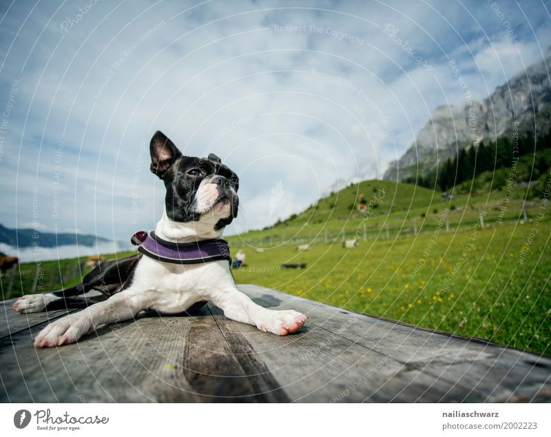 Boston Terrier Freude Ferien & Urlaub & Reisen Sommer Natur Landschaft Himmel Schönes Wetter Gras Wiese Alpen Berge u. Gebirge Tier Haustier Hund Tiergesicht