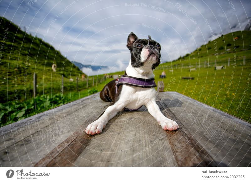 Boston Terrier beim Training Erholung Ferien & Urlaub & Reisen Sommer Natur Landschaft Himmel Schönes Wetter Gras Wiese Feld Alpen Berge u. Gebirge Tier Hund