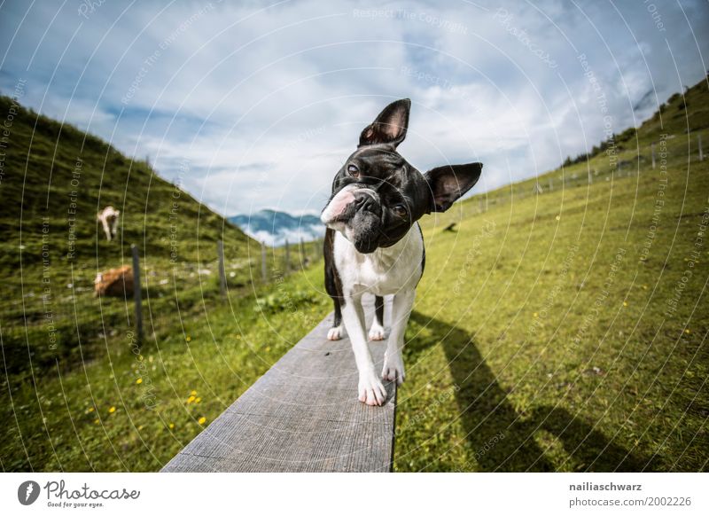 Boston Terrier auf dem Hundeplatz Ferien & Urlaub & Reisen Sommer Umwelt Landschaft Frühling Gras Wiese Feld Alpen Berge u. Gebirge Mühlbach am Hochkönig Tier