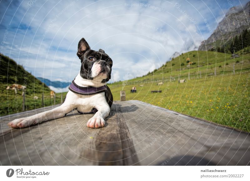 Boston Terrier auf dem Hundesportplatz Erholung Ferien & Urlaub & Reisen Sommer Umwelt Natur Landschaft Schönes Wetter Wiese Alpen Tier Haustier 1 beobachten