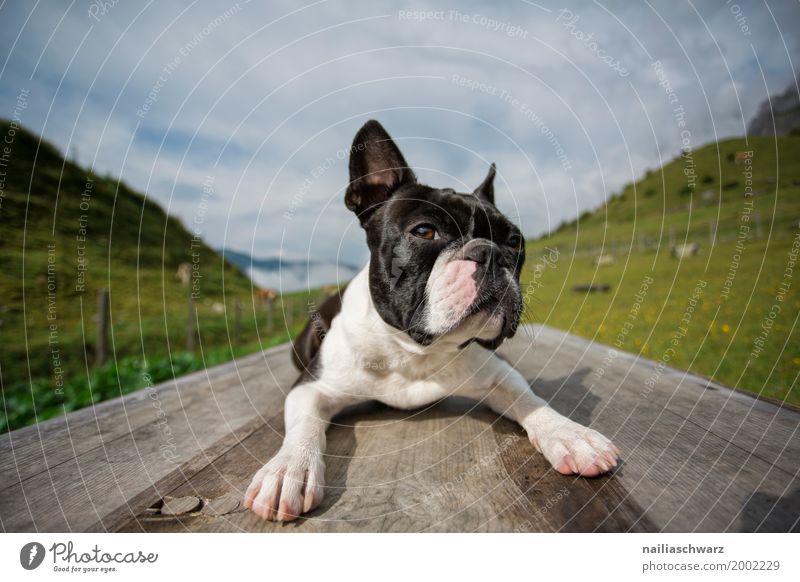 Boston Terrier auf dem Trainingsplatz Erholung Ferien & Urlaub & Reisen Sommer Landschaft Schönes Wetter Gras Alpen Berge u. Gebirge Tier Haustier Hund 1