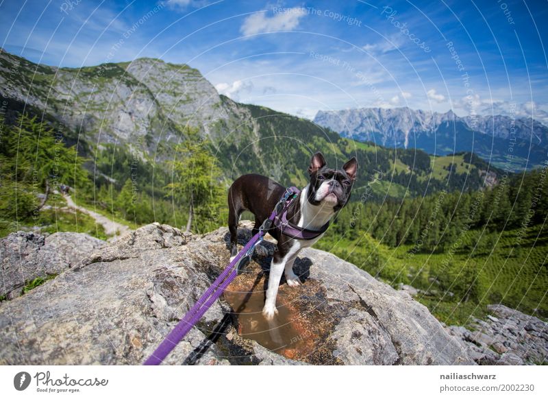 Boston Terrier in Alpen Ferien & Urlaub & Reisen Umwelt Natur Landschaft Sommer Schönes Wetter Wald Hügel Felsen Berge u. Gebirge Tier Haustier Hund 1