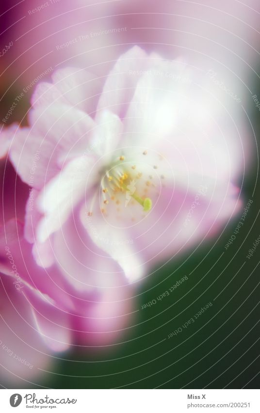 das letzte Kirschblütenfoto Garten Natur Frühling Pflanze Baum Blume Blüte Park Blühend schön rosa Stimmung Kirsche Stempel Pollen Farbfoto mehrfarbig