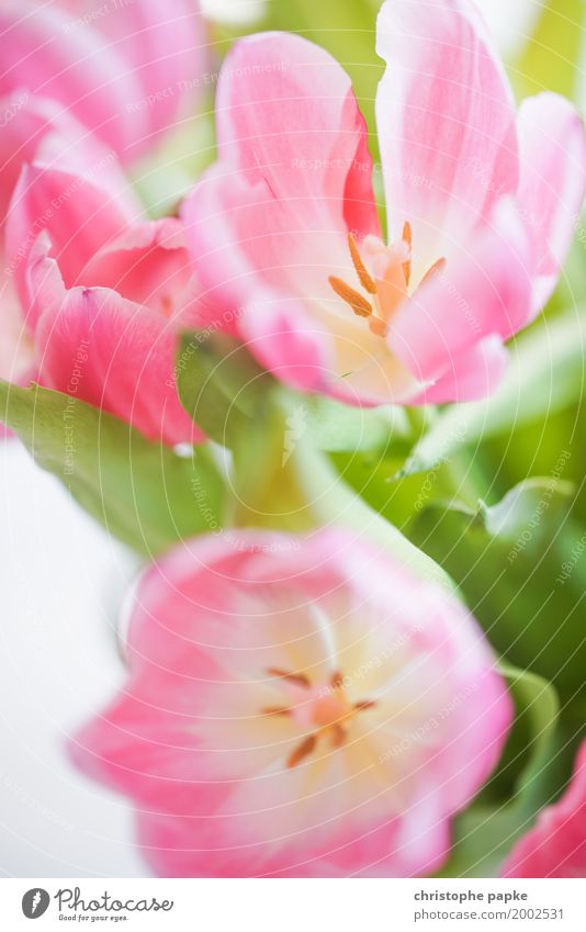 Frühlingsboten Pflanze Blume Tulpe Blüte Grünpflanze Blühend schön Ostern Farbfoto mehrfarbig Außenaufnahme Innenaufnahme Nahaufnahme Detailaufnahme