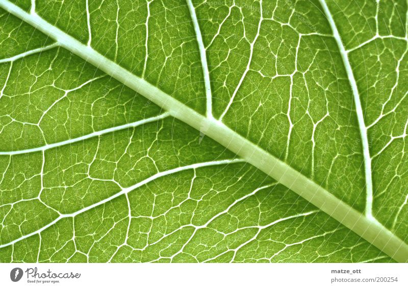 Grünzeugs unter der Lupe Natur Pflanze Blatt Grünpflanze grün Umwelt Photosynthese Gefäße Cellulose Leitung Biologie biologisch Farbfoto Nahaufnahme