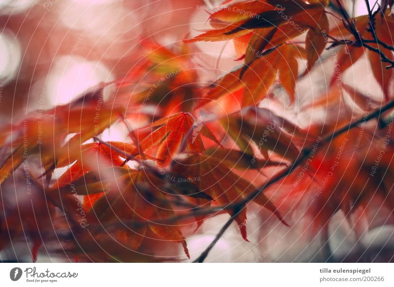 red Umwelt Natur Frühling Herbst Baum Blatt Park schön natürlich wild rot Farbe Idylle Stimmung Vergänglichkeit Spitzahorn Laubbaum Unschärfe Farbfoto