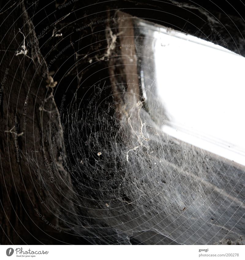 Pfui Spinne! Fenster alt dreckig Ekel Verfall Spinnennetz Staub veraltet unberührt Netz Dachboden Dachfenster Unbewohnt Falle Farbfoto Gedeckte Farben