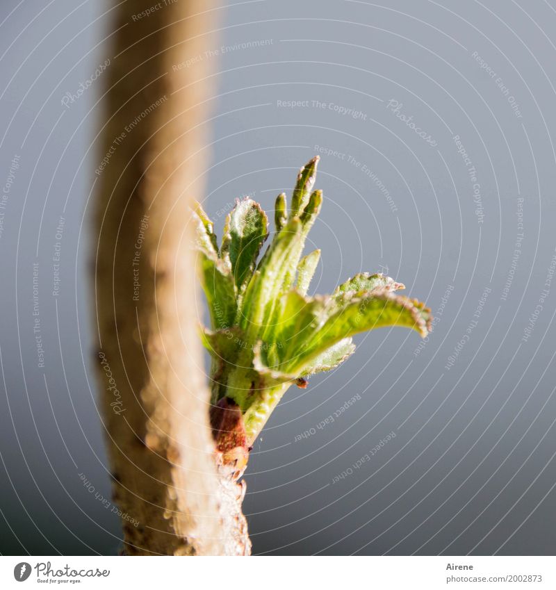 Aufbruch Pflanze Frühling Baum Sträucher Blatt Grünpflanze Blattknospe Ast Holunderblatt Holunderbusch Holunderblüte Holler Wachstum frisch hell natürlich