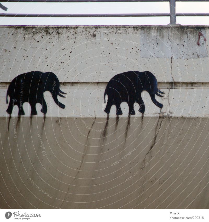 Elefantenrennen Brücke Mauer Wand Fassade Zoo 2 Tier Graffiti überholen Rüssel Farbfoto Gedeckte Farben Außenaufnahme Textfreiraum unten Tag