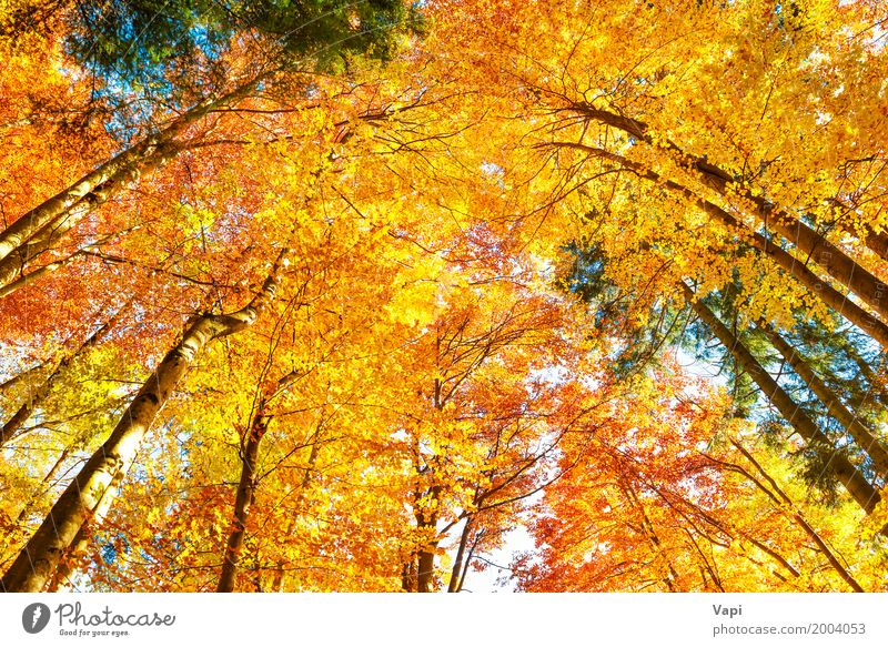 In den Wald fallen schön Sonne Umwelt Natur Landschaft Pflanze Himmel Herbst Schönes Wetter Baum Blatt Park hell natürlich braun mehrfarbig gelb gold grün