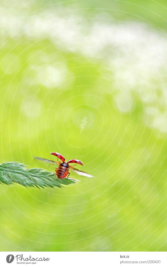 UND TSCHÜSS Glück Sommer Umwelt Natur Tier Gras Wiese Käfer niedlich grün rot Optimismus Marienkäfer fliegen Glücksbringer Symbole & Metaphern Hoffnung Abheben