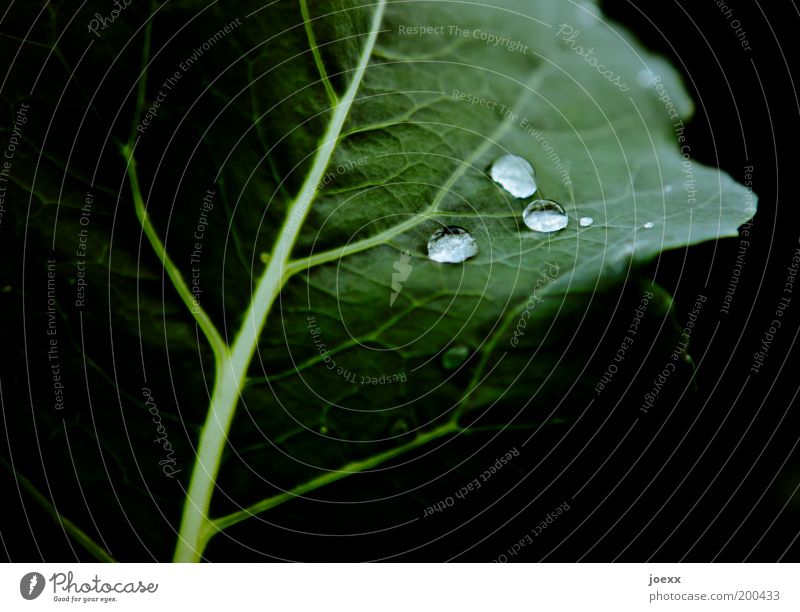 Nanobeschichtung Wassertropfen Pflanze Blatt grün schwarz Kohlblätter hydrophob Farbfoto mehrfarbig Detailaufnahme Textfreiraum links Textfreiraum rechts