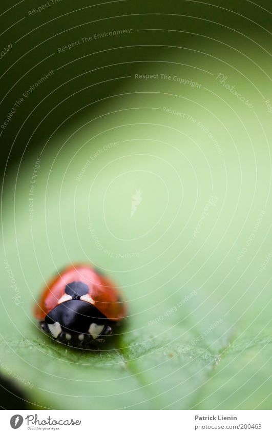 so lonely Umwelt Garten leuchten Blatt Marienkäfer rot schwarz grün intensiv Pflanze Tiergesicht Insekt Punkt ruhig Einsamkeit Angst klein leer Gelassenheit