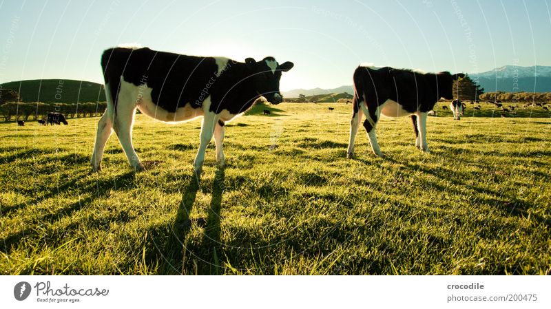 New Zealand 53 Weide Landschaft Natur Kuh Kuhherde Herde Wiese Grasland Fressen Zufriedenheit Viehzucht Viehhaltung Außenaufnahme Gegenlicht Sonnenlicht