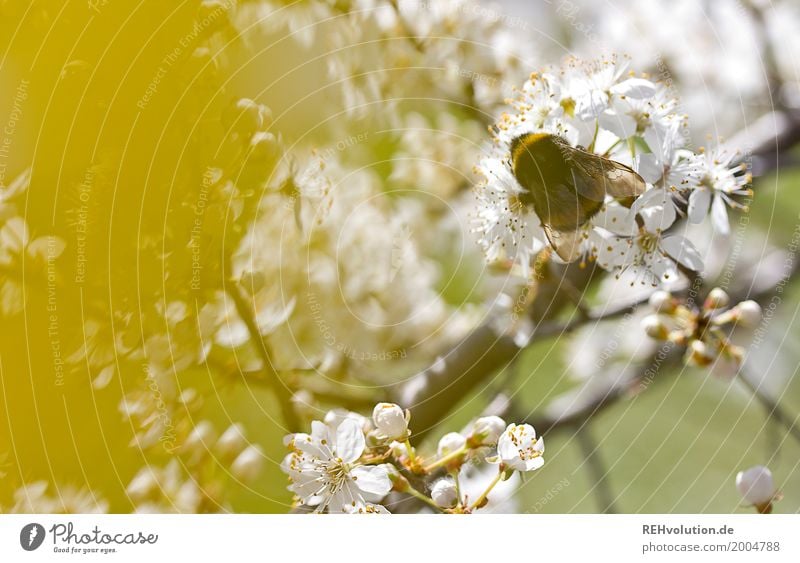 Frühling mit Hummel Umwelt Natur Pflanze Baum Sträucher Blüte Garten Park Insekt dick natürlich gelb weiß Zweig Nektar Farbfoto Außenaufnahme Nahaufnahme