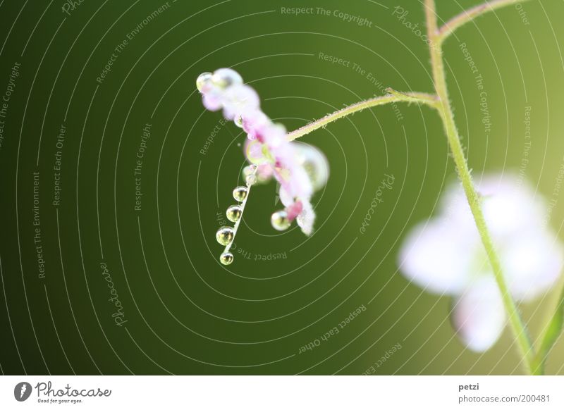 Filigrane Eleganz Natur Pflanze Wassertropfen Blume Blühend Duft einfach elegant klein nah nass natürlich schön mehrfarbig grün violett rosa weiß Reinheit