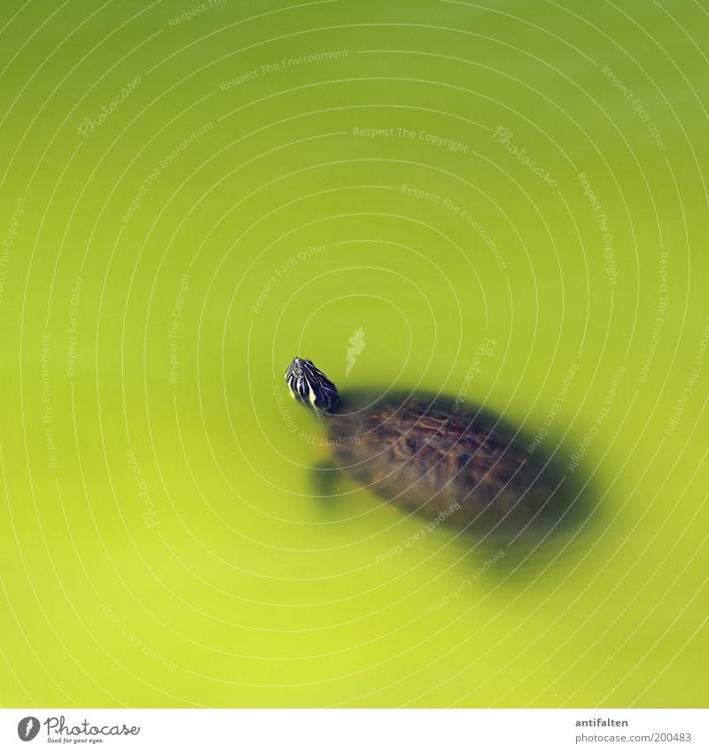 Kopf hoch... Wasser Teich Barcelona Tier Tiergesicht Zoo Schildkröte Zierschildkröte Panzer 1 beobachten schön braun grün Hoffnung Ziel ruhig Bewegung