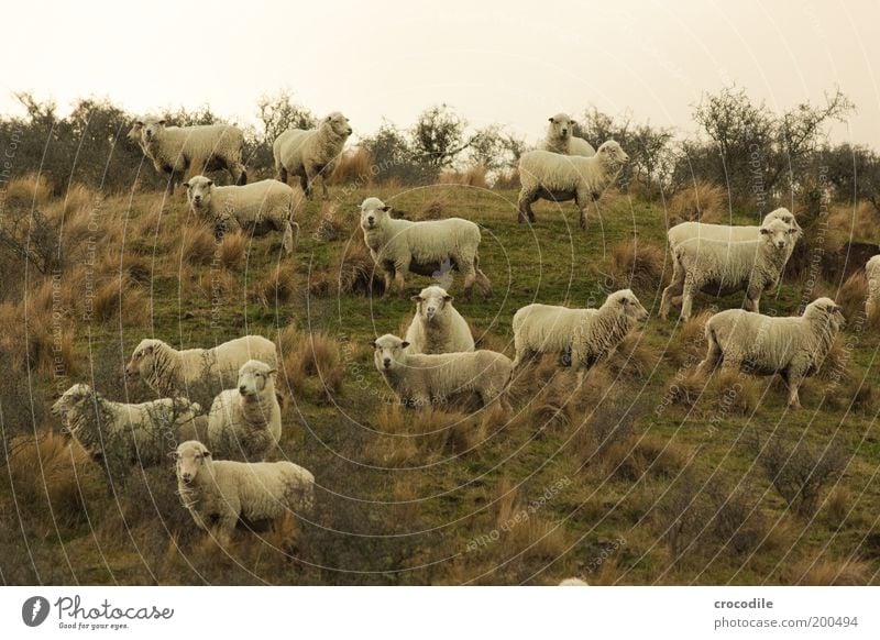 New Zealand 61 (mäh mäh) Umwelt Natur Landschaft Pflanze Gras Sträucher Wiese Feld Hügel Tier Nutztier Schaf Tiergruppe Herde beobachten Fressen stehen dick