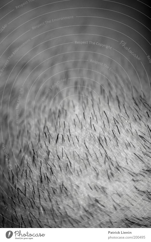 3-Tage-Bart maskulin Mann Erwachsene Haut nah Bartstoppel Linie Strukturen & Formen schwarz Wange dunkel Rasieren Schwarzweißfoto Nahaufnahme Detailaufnahme