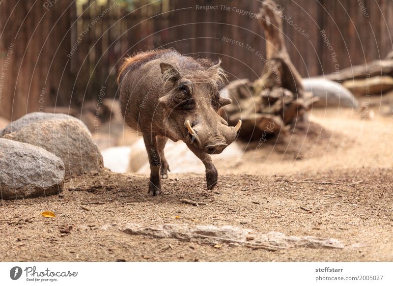 Allgemeines Warzenschwein nannte Phacochoerus africanus Tier Wildtier Tiergesicht 1 braun gewöhnliches Warzenschwein Phacochoerus africanus africanus Tierwelt