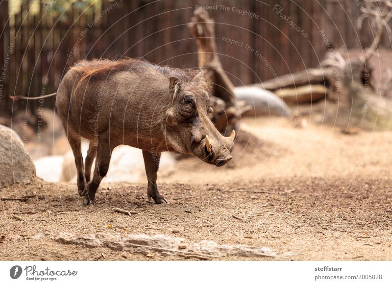 Allgemeines Warzenschwein nannte Phacochoerus africanus Tier Wildtier 1 Ärger gewöhnliches Warzenschwein Phacochoerus africanus africanus Tierwelt Säugetier