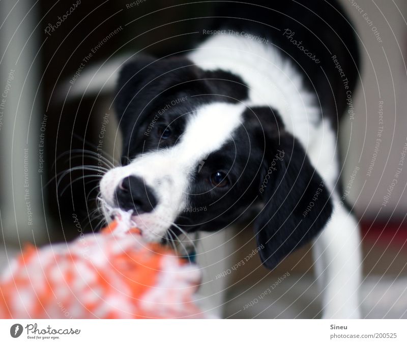 Gib ! Das ! Her ! Spielen Hund Tiergesicht 1 Tierjunges schön listig lustig rebellisch schwarz weiß Freude Lebensfreude Bewegung Kraft Welpe Spielzeug Farbfoto