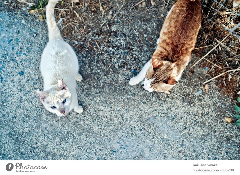 Strassenkatzen, Kreta Sommer Natur Tier Haustier Katze 2 Tiergruppe Tierpaar beobachten entdecken Kommunizieren laufen Blick frech Zusammensein natürlich