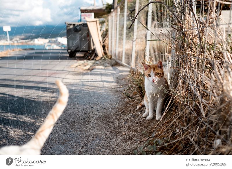 Strassenkatze, Kreta Griechenland Sommer Umwelt Frühling Sträucher Küste Dorf Straße Wege & Pfade Tier Katze 2 beobachten Erholung Blick Zusammensein Neugier