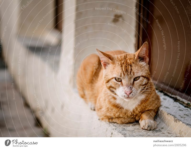 Strassenkatze in Griechenland Sommer Creta Kreta Dorf Kleinstadt Haus Tier Katze 1 beobachten Erholung liegen dreckig frech Neugier niedlich klug weich orange