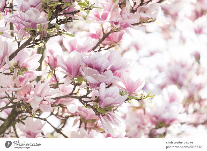 Frühlingsgefühle - durch die Blume gesprochen Pflanze Schönes Wetter Baum Blatt Blüte Garten Blühend hell schön Mandelblüte Magnoliengewächse Farbfoto