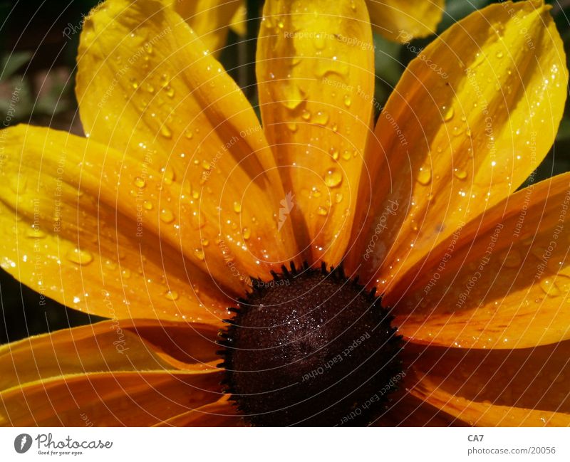 Sonnenhut Blume Pflanze