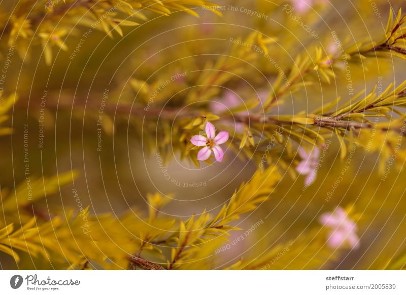 Mexikanische Heide mit kleinen rosa Blumen Pflanze Farn gelb grün Mexikanisches Heidekraut Bergheide Scheinheide Thymian rosa Limonade Thymian Blütenblatt