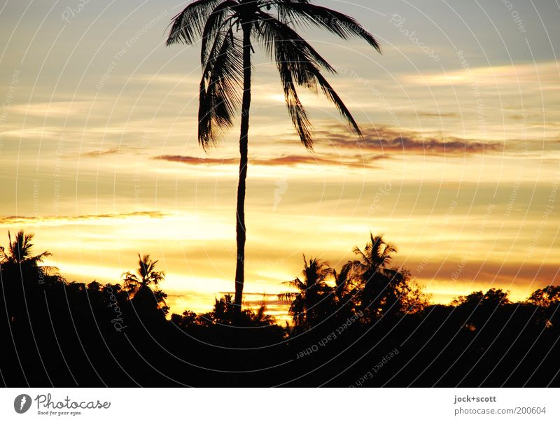 machweo Ferne Himmel Wolken Sonnenlicht Schönes Wetter exotisch Palme Kenia Afrika Klischee Romantik Kitsch Urlaubsfoto Abenddämmerung Reisefotografie Paradies