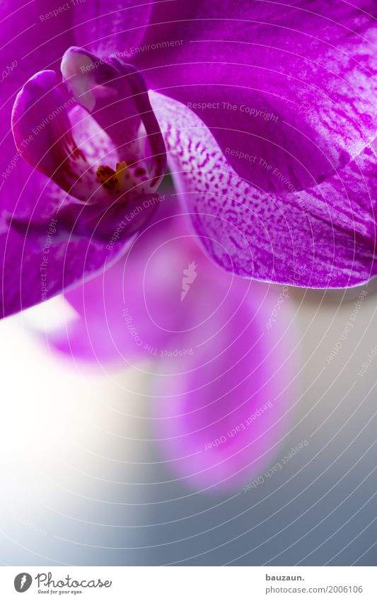 orchi. schön Dekoration & Verzierung Umwelt Natur Pflanze Orchidee Blüte exotisch Blühend Fröhlichkeit Zufriedenheit Lebensfreude Frühlingsgefühle ästhetisch
