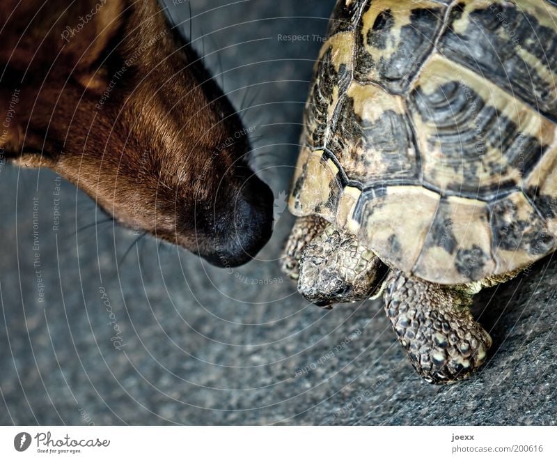 Nur gucken, nich anfassen... Tier Haustier Hund 2 bedrohlich Neugier Akzeptanz Schutz Tierliebe Angst Vertrauen Schildkröte Schildkrötenpanzer Geruch begegnen