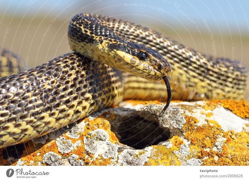 blotched Schlange Nahaufnahme schön Erwachsene Umwelt Natur Tier wild braun grün Einsamkeit gefährlich aufgebläht groß Reptil vergehen Sauromate Rumänien Fauna