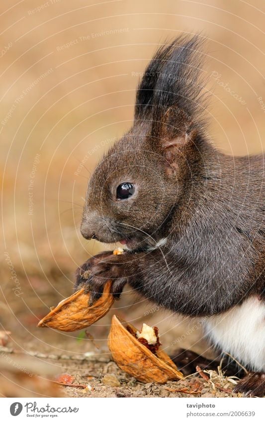 niedliches kleines rotes Eichhörnchen, das Nuss isst Essen schön Garten Natur Tier Park Wald Pelzmantel sitzen lang lustig natürlich wild braun grau
