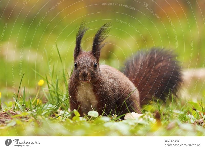 Süßes Eichhörnchen im Park Natur Tier Gras Wald Pelzmantel Lächeln sitzen klein lustig natürlich niedlich wild braun grau grün rot Farbe Boden Europäer Tierwelt